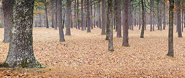 Petit Jean State Park – Morrilton, AR
